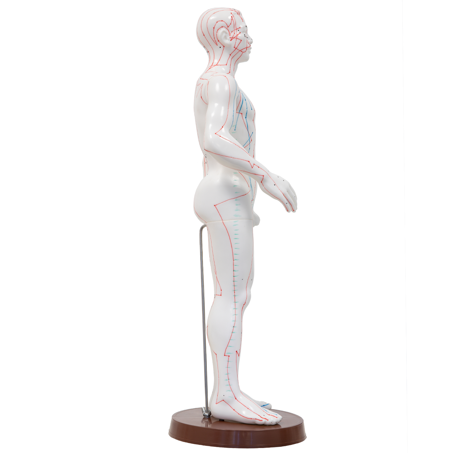 Akupunkturmodell, Körper, aus Kunststoff