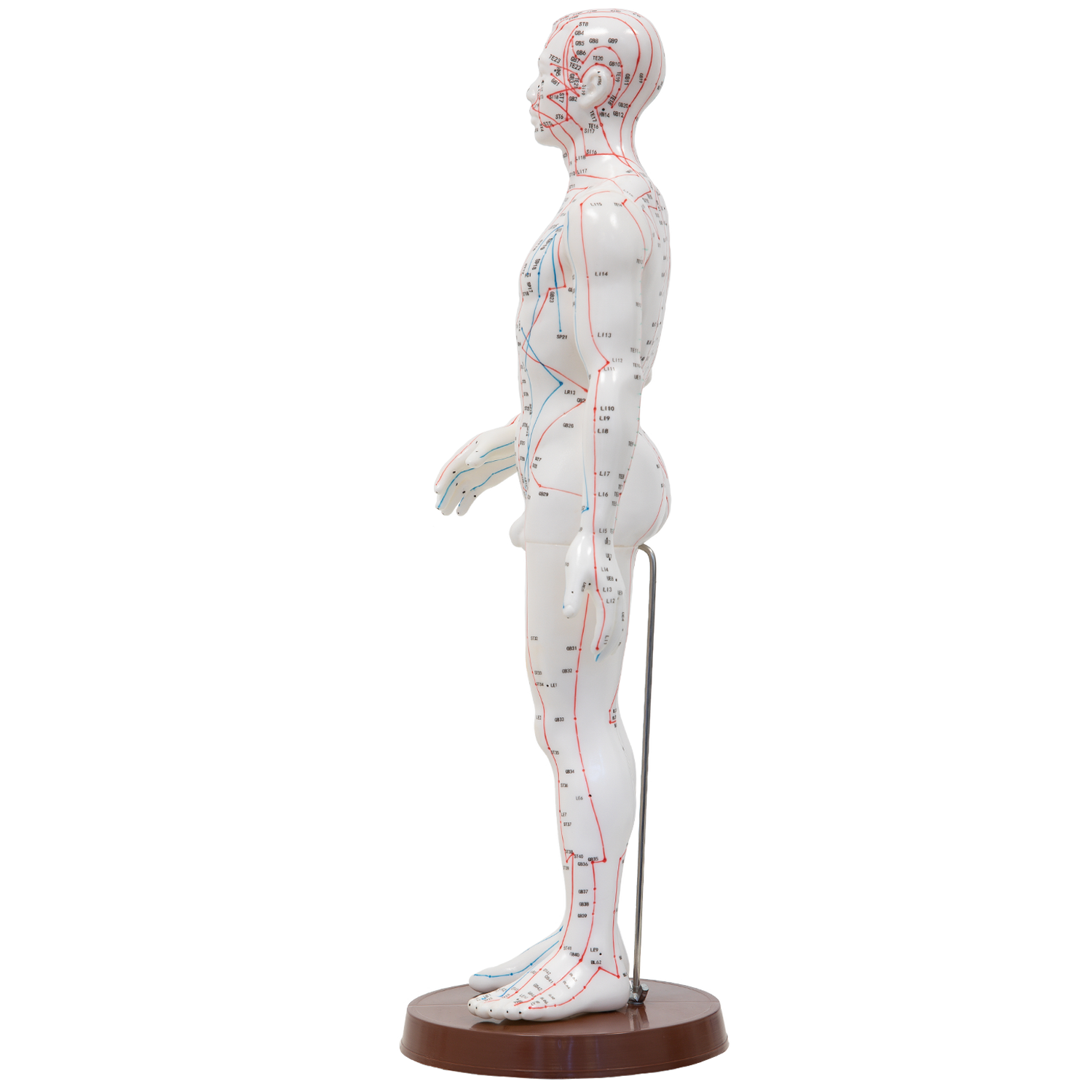 Akupunkturmodell, Körper, aus Kunststoff