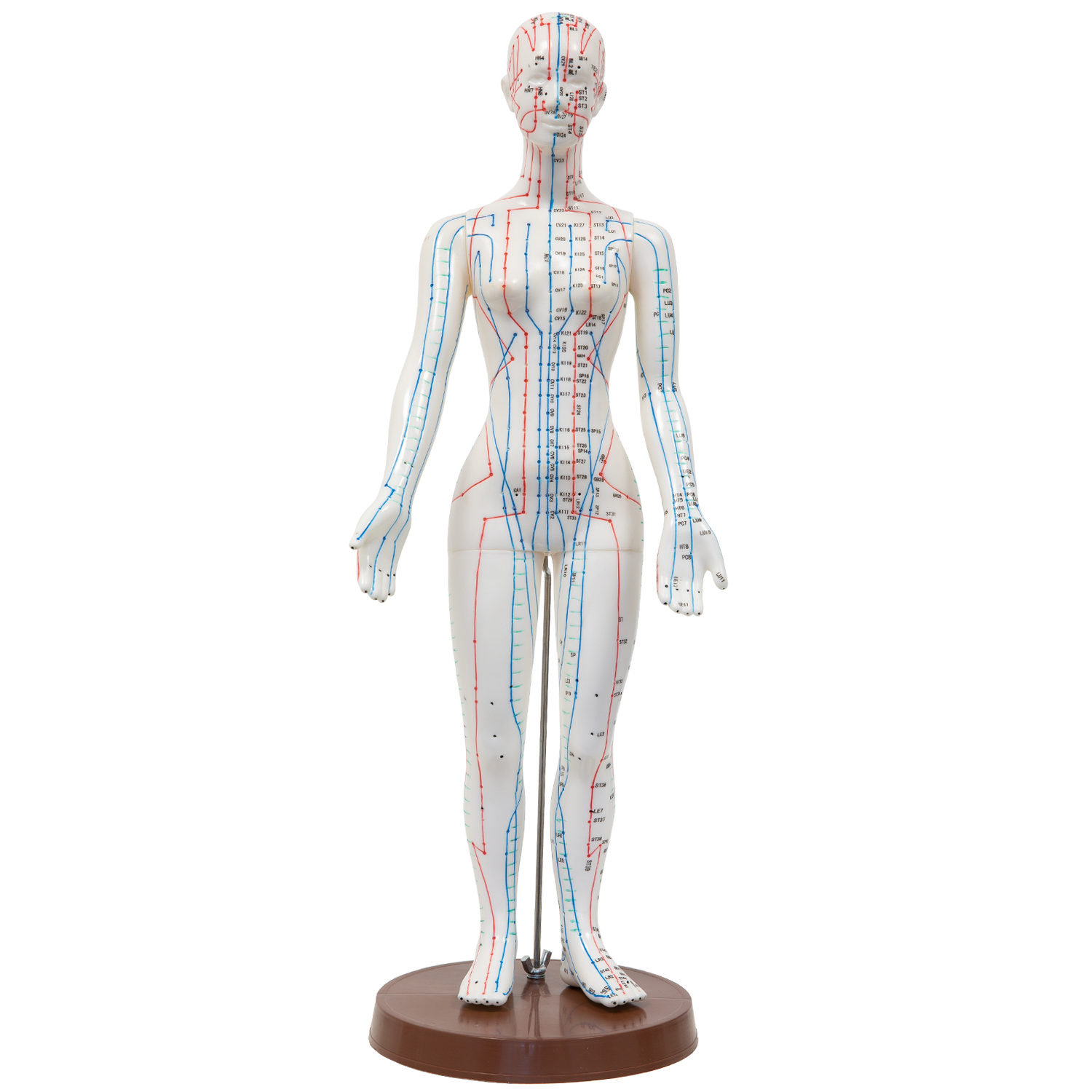 Akupunkturmodell, Körper, aus Kunststoff