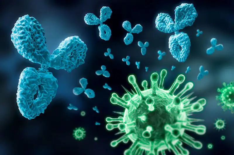 Illustration von Antikörpern, dargestellt als blaue Y-förmige Strukturen, die ein grünes Virus mit Spike-Proteinen umgeben