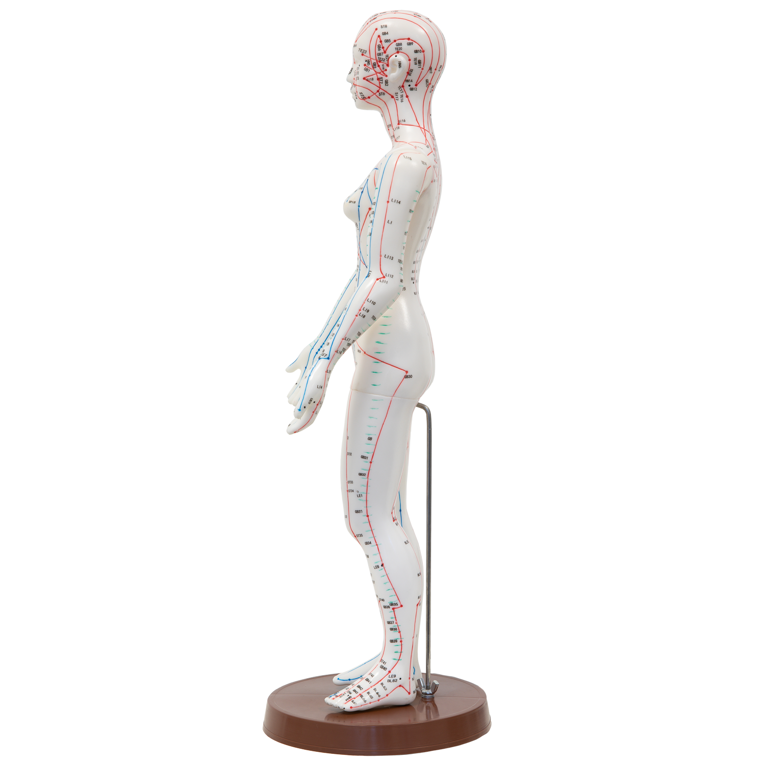 Akupunkturmodell, Körper, aus Kunststoff